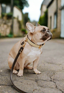 Genuine Leather Dog Collar: Dover Collar