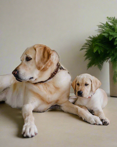 Genuine Leather Dog Collar: Monroe Collar