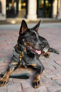 Genuine Leather Dog Collar: Saint -Yves Collar