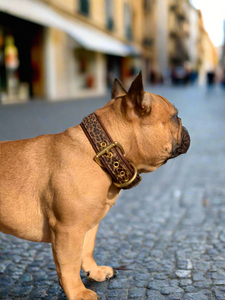 Genuine Leather Dog Collar: Monroe Collar