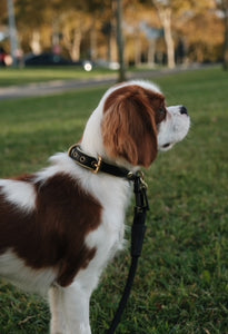 Genuine Leather Dog Collar: Regents Collar