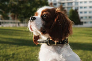 Genuine Leather Dog Collar: Regents Collar