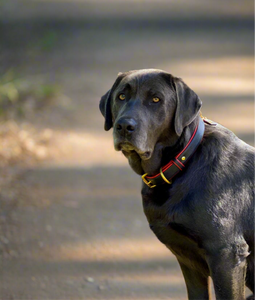 Genuine Leather Dog Collar: Dooley Collar