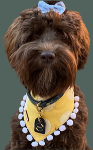 Genuine Leather Dog Collar: Saint -Yves Collar
