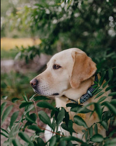 Genuine Leather Dog Collar: Saint -Yves Collar