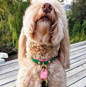 Bestseller// Genuine Leather Dog Collar: Pip Collar  Equestrian Green & Hot Pink Dog Collar