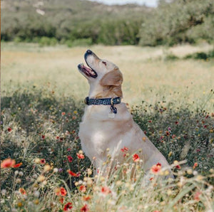 Genuine Leather Dog Collar: Saint -Yves Collar