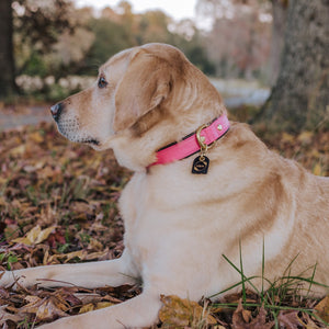 Genuine Leather Dog Collar: Mayfair Collar