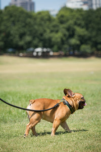 Genuine Leather Dog Collar: Ravenna Collar