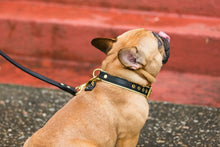 Load image into Gallery viewer, Genuine Leather Dog Collar: Regents Collar