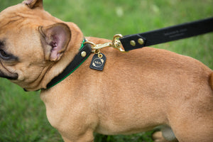 Genuine Leather Dog Collar: Ravenna Collar