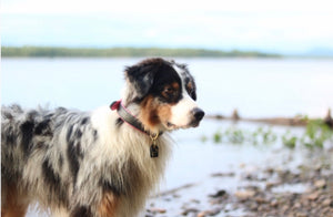 Genuine Leather Dog Collar: Catalina Collar