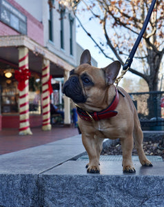 Genuine Leather Dog Collar: Athens Collar