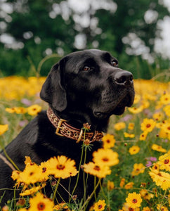 Genuine Leather Dog Collar: Monroe Collar