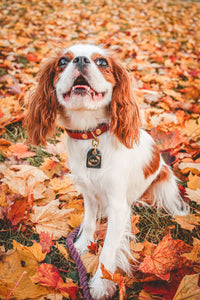 Genuine Leather Dog Collar: Athens Collar