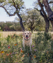 Load image into Gallery viewer, Genuine Leather Dog Collar: Saint -Yves Collar