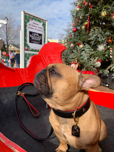 Genuine Leather Dog Collar: Dooley Collar