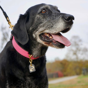 Genuine Leather Dog Collar: Mayfair Collar