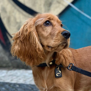 Genuine Leather Dog Collar: Regents Collar